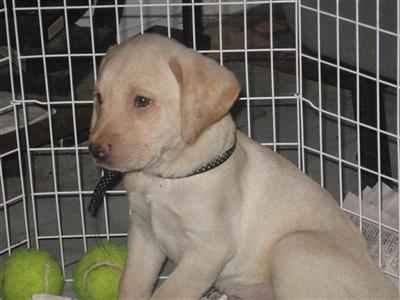 Labrador Retriever Puppies in TX