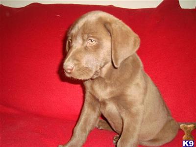 Labrador Retriever Puppies in TX