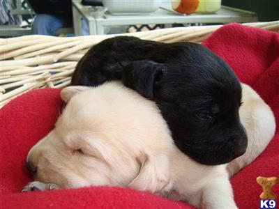 Puppies in TX
