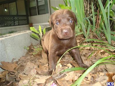 Labrador Retriever Puppies in TX