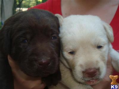 Labrador Retriever Puppies in TX