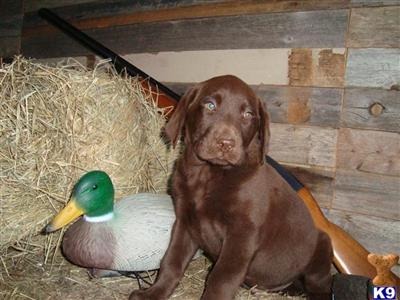 Labrador Retriever Puppies for Sale