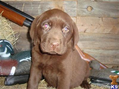 Labrador Retriever Puppies for Sale