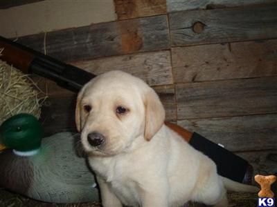 Labrador Retriever Puppies in TX