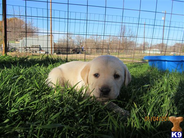 Labrador Retriever Puppies in TX