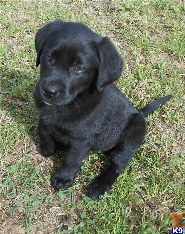 Labrador Retriever Puppies in TX