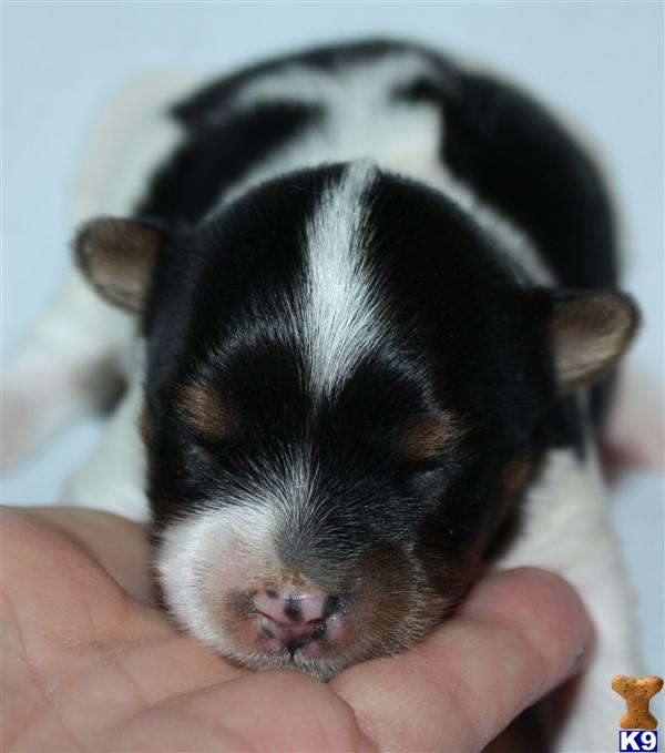 Puppies in KS