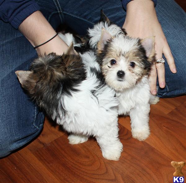 Puppies in Marysville