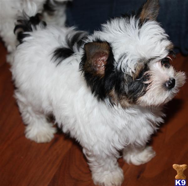 Puppies in Marysville