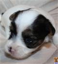 Biewer Yorkshire Terriers