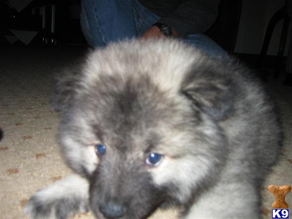Keeshond Puppies