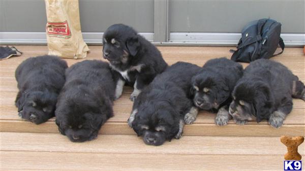 Mastiff Puppies