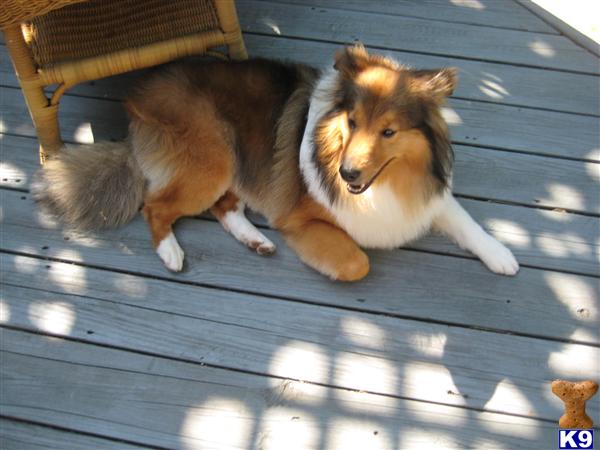 Stud Dogs - Shetland Sheepdog