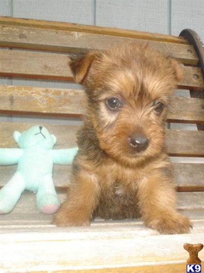 Australian Terrier Puppies for Sale