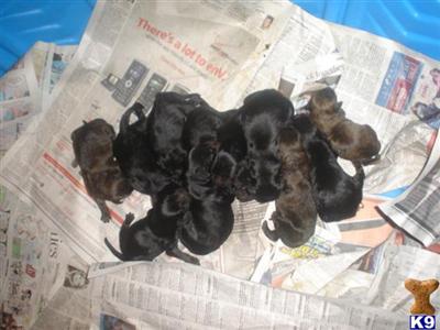 Puppies in Ava