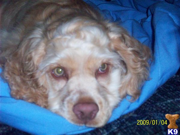 Dogs - Cocker Spaniel