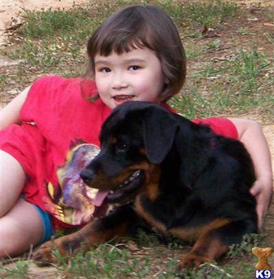 Dogs for Sale in VA