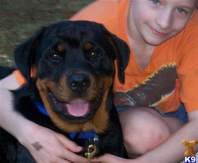 Dogs for Sale in VA