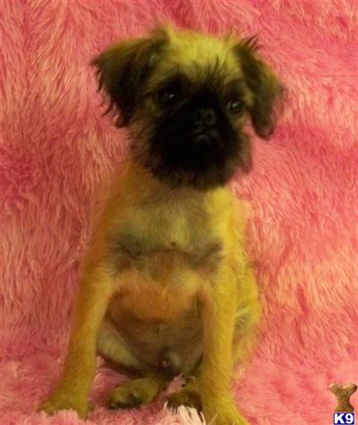 Brussels Griffon Puppies for Sale