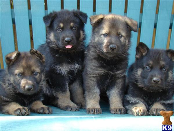 Puppies in Louisville
