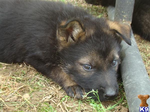Puppies in KY