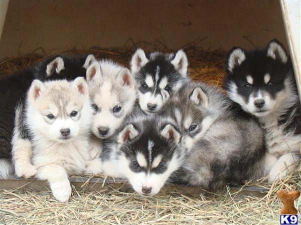 Puppies in Louisville