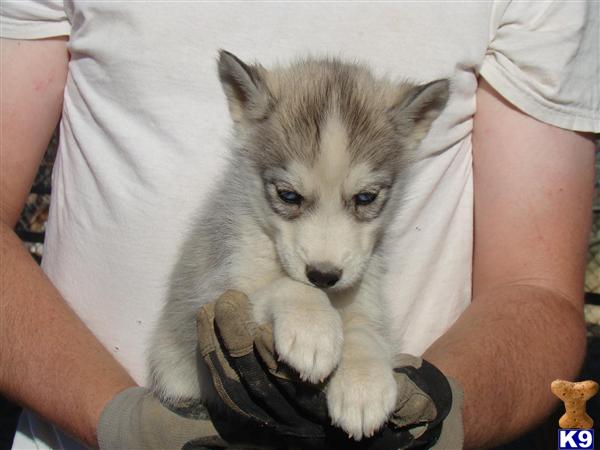 Puppies in Louisville