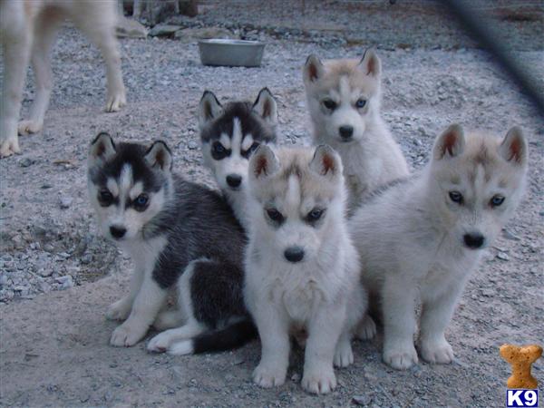 Puppies in Louisville