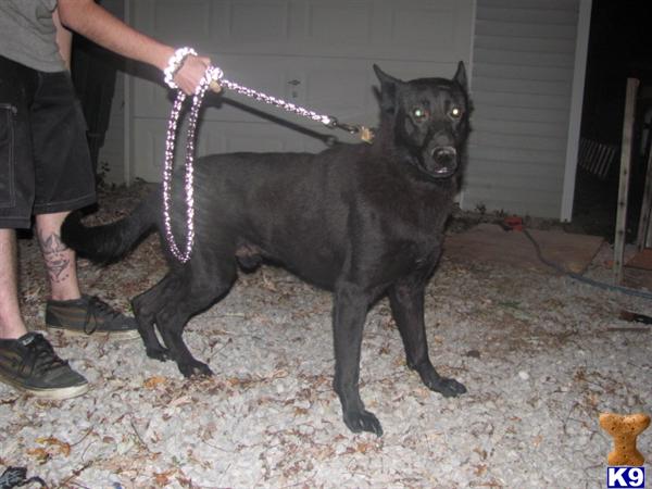 Stud Dogs in KY