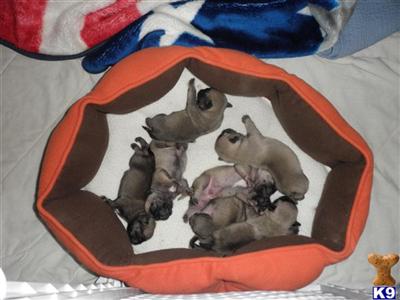 Puppies in GA