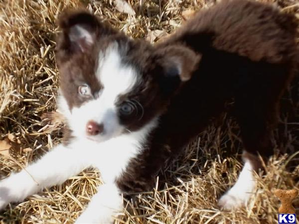 Puppies in WY