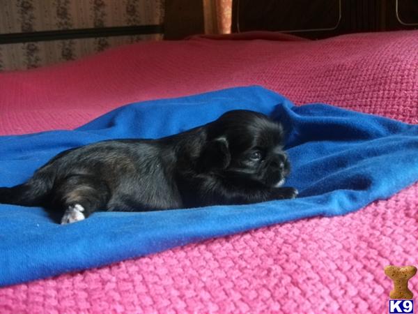 epupz pug shih tzu dogs for sale in epupz pug shih tzu dogs for sale in