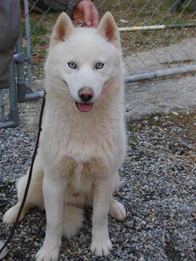 Dogs for Sale in MA