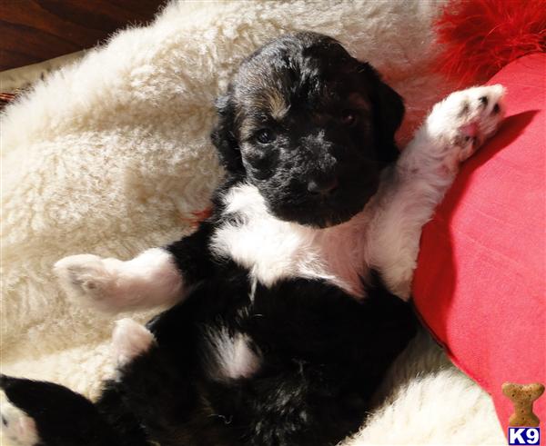 Labradoodle Puppies