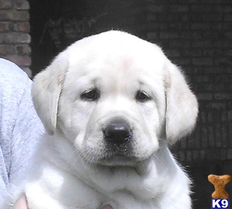 Labrador Retriever Puppies in TX