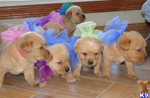 Labrador Retriever Puppies in TX