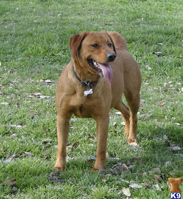 Dogs for Sale in TX