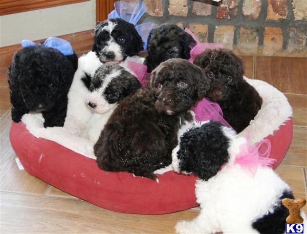 Dogs - Poodle