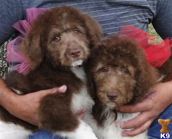 Labradoodle Puppies