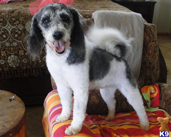 Dogs for Sale in TX