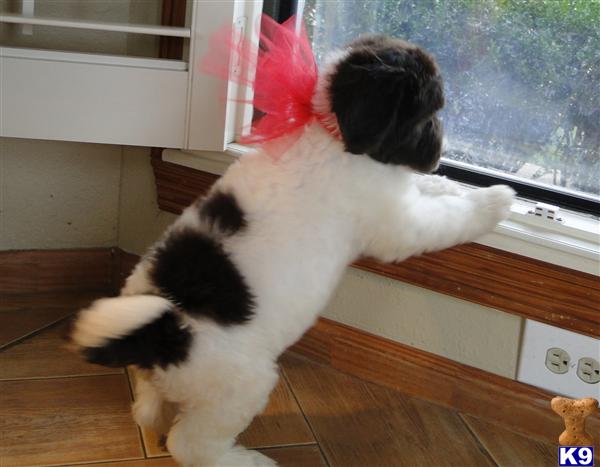 Labradoodle Puppies