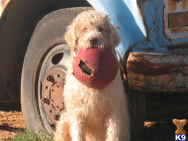 Dogs - Labradoodle