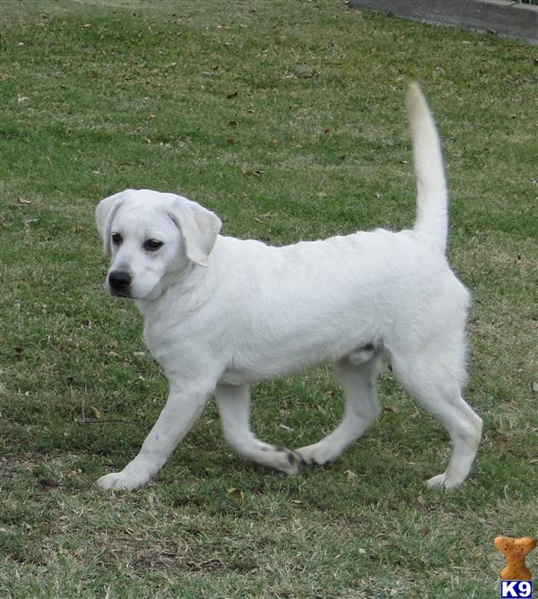oregon labrador retrievers oregon labrador retrievers
