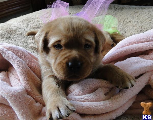 golden retriever puppies lubbock labrador retriever stud in justin breeds picture golden retriever puppies lubbock labrador retriever stud in justin breeds picture