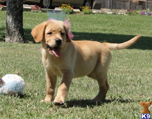 Labrador Retriever