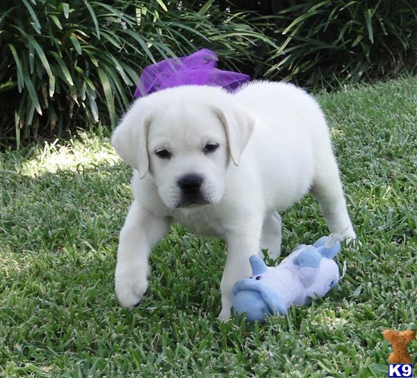 Labrador Retriever