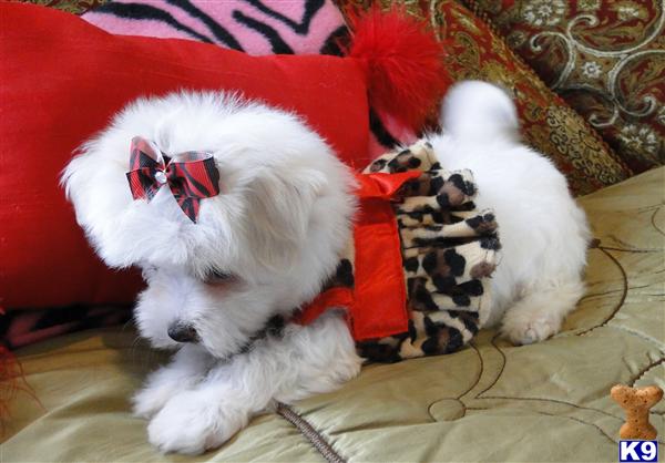 Maltese Puppies in TX