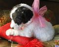 Labradoodle