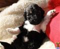 Labradoodle