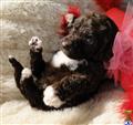 Labradoodle